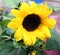 The sunflower flower is one of the most beautiful in the world, with yellow petals