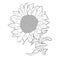 The sunflower flower with seeds. vector illustration