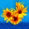 Sunflower flower in small clear glass isolated on blue, digital