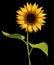 Sunflower flower with stem and leaves, vector isolated drawing