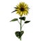 Sunflower flower with stem and leaves on white background