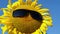 Sunflower flower in sunglasses, sunglasses on a yellow sunflower head in a US sunflower