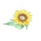 Sunflower flower yellow inflorescence illustration.