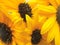 Sunflower flowers background