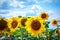 Sunflower flowers bloom on a field of sunflowers on a sunny day, a sunflower flowering, a sunflower natural background.