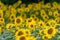 Sunflower flowers in a cultivated field