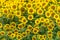 Sunflower flowers in a cultivated field