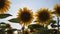 Sunflower flowers in the field with bees flying