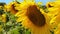 Sunflower flowers in the field. Movement of the camera from right to left. Bees fly.