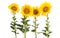 Sunflower flowers isolated