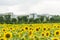 sunflower flowers and teaching building