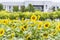 sunflower flowers and teaching building