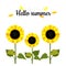 Sunflower flowers on white background and greeting Hello Summer.