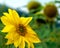 Sunflower in the foreground and blurred sunflowers as background with blue sky  2