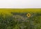 Sunflower in foreground of bright green field under hazy skies