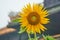 Sunflower in front of the entrence door from the imperial city, Hue, Vietnam.