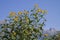 sunflower in front of the mountains of the Lechtaler Alps