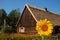 Sunflower in front of old stylish cottage house