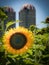 Sunflower in front of Silos