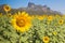 Sunflower full bloom with mountain view