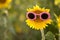 Sunflower with fun pink shaped sunglasses