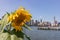 Sunflower at Gantry Plaza State Park in Long Island City Queens with the Midtown Manhattan Skyline in the Background during Summer