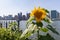 Sunflower at Gantry Plaza State Park in Long Island City Queens with the Midtown Manhattan Skyline in the Background during Summer