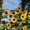 Sunflower Garden