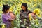 Sunflower Garden