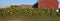 Sunflower Garden Panorama Barn Farm Panoramic