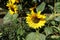 Sunflower garden. Sunflowers have abundant health benefits. Sunflower oil improves skin health and promote cell regeneration