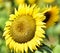 Sunflower, giant, Helianthus giganteus. Big Yellow heads for seed production