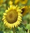 Sunflower, giant, Helianthus giganteus. Big Yellow heads for seed production