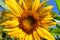 Sunflower Glistening in the Summer\'s Sun