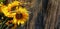 Sunflower with golden ears of wheat