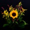 Sunflower, goldenrod and Persicaria Flowers closeup macro shot with black background