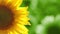 Sunflower on Green Background