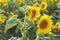 Sunflower with Green Bud Sunflower Blossom - Healthy Lifestyles, Ecology