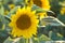 Sunflower with Green Bud Sunflower Blossom - Healthy Lifestyles, Ecology