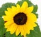 Sunflower with green leaves