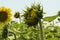 Sunflower grow with nature at the field, sunflower are blooming, nature in spring time with beautiful sunflower, bright yellow