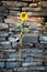 Sunflower grow from the stone wall