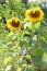 Sunflower Growing