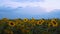 Sunflower growing on the field on the background of the sunset sky