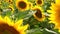 Sunflower growing in a field of sunflowers during a nice sunny summer day.