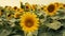 Sunflower growing in a field of sunflowers during a nice sunny summer day.