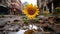 a sunflower growing in the middle of a puddle