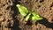sunflower growing. sunflower field. close-up. top view. young green sunflower seedling is growing on brown soil of