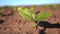 sunflower growing. sunflower field. close-up. young green sunflower seedling is growing on brown soil of agricultural