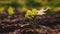 sunflower growing. sunflower field. close-up. young green sunflower seedling is growing on brown soil of agricultural